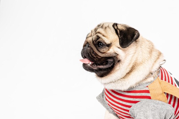 Foto primer plano de un perro sobre un fondo blanco