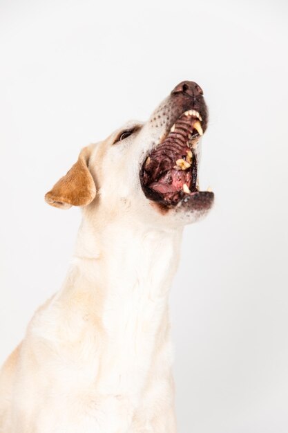 Foto primer plano de un perro sobre un fondo blanco