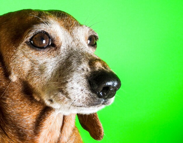 Primer plano de un perro sobre un fondo verde