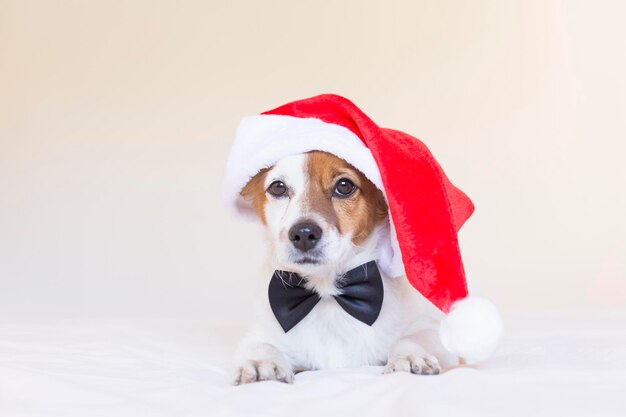 Foto primer plano de un perro con sombrero de papá noel mientras está tendido en la cama