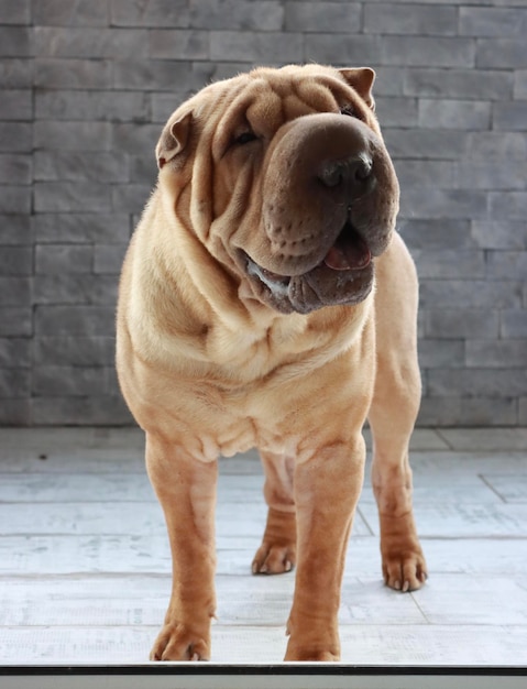 Foto primer plano de un perro en el suelo