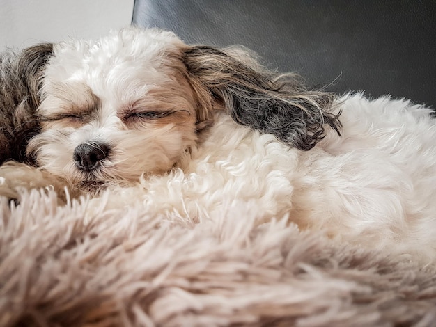 Foto primer plano de un perro tendido en una alfombra