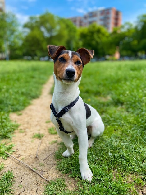 Un primer plano de un perro terrier Jack Russell