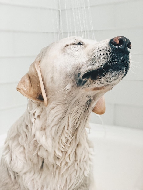 Primer plano de un perro tomando un baño en el baño