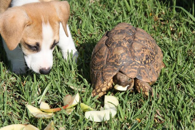 Foto primer plano de un perro y una tortuga