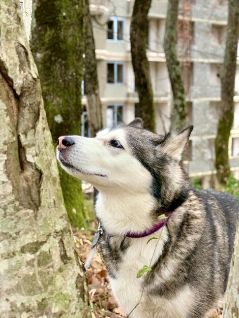 Foto primer plano de un perro en el tronco de un árbol