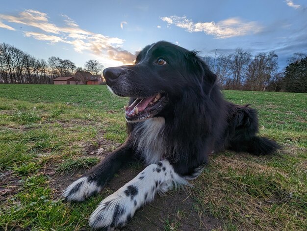 Foto primer plano del perro