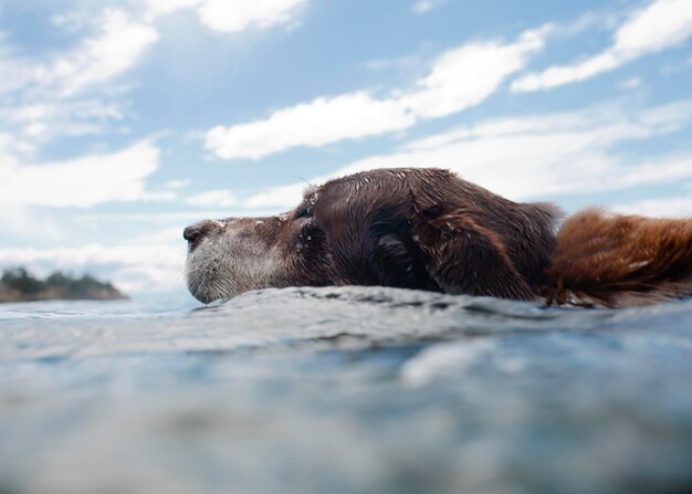 Foto primer plano de un perro