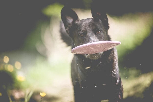 Foto primer plano del perro