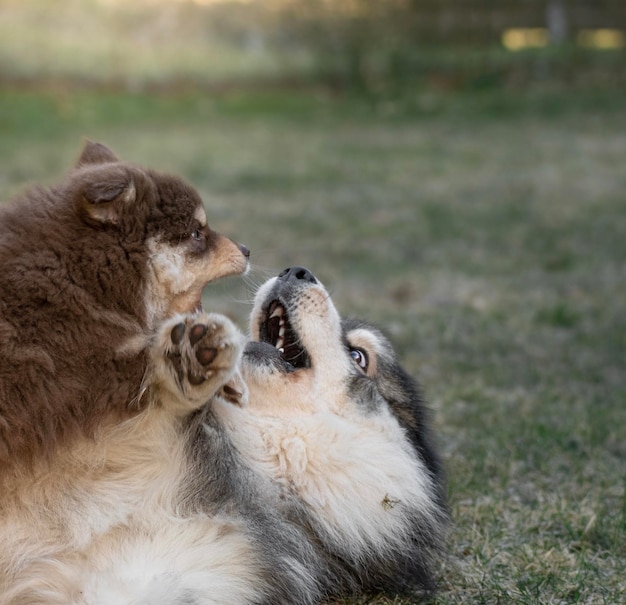 Foto primer plano del perro