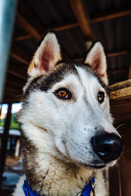 Foto primer plano del perro