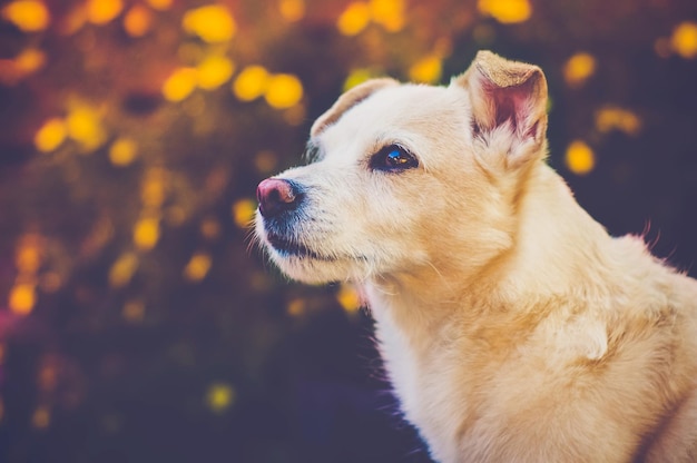 Primer plano del perro