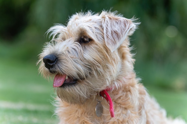 Foto primer plano del perro