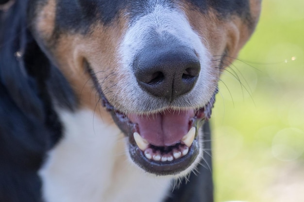 Primer plano de un perro