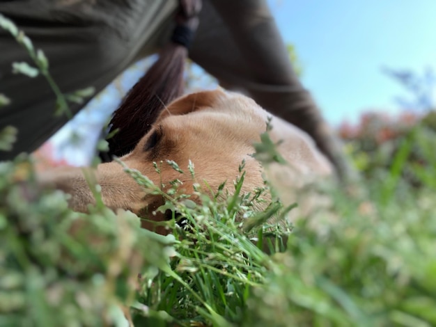 Foto primer plano de un perro