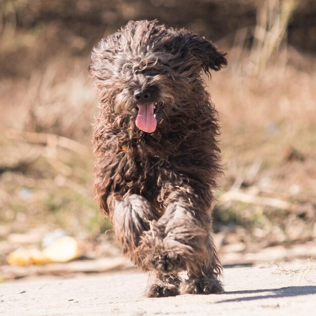 Foto primer plano del perro