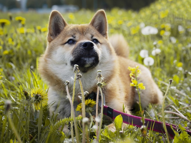 Foto primer plano del perro