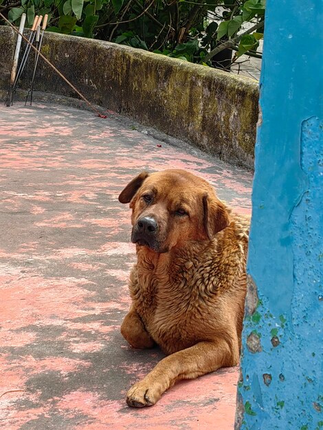 Foto primer plano del perro