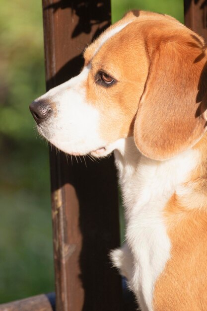 Foto primer plano del perro