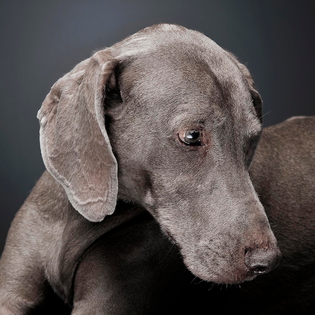 Foto primer plano del perro