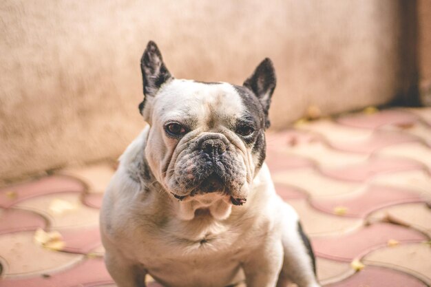 Foto primer plano del perro