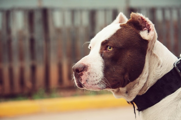 Primer plano del perro