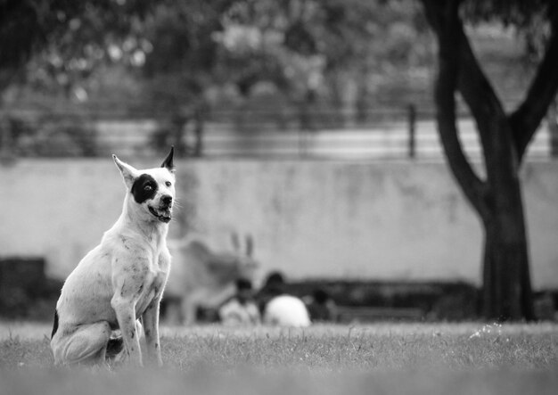 Foto primer plano del perro