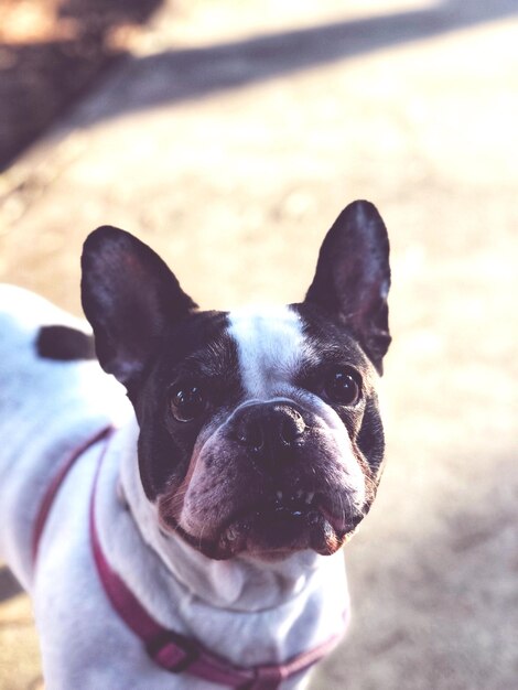 Foto primer plano de un perro