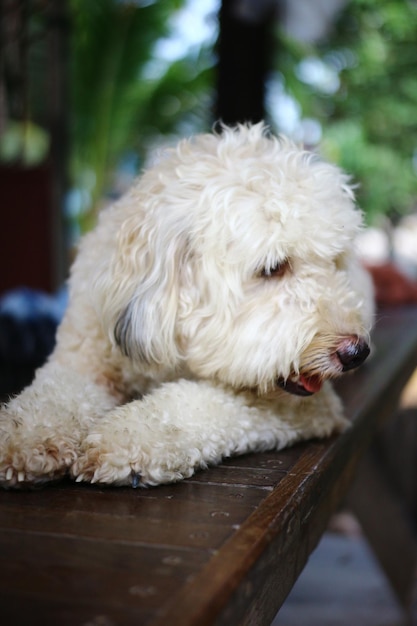 Foto primer plano de un perro