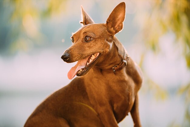 Foto primer plano del perro