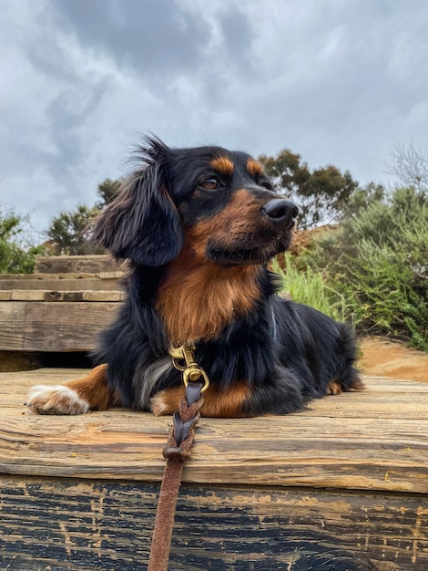 Foto primer plano del perro