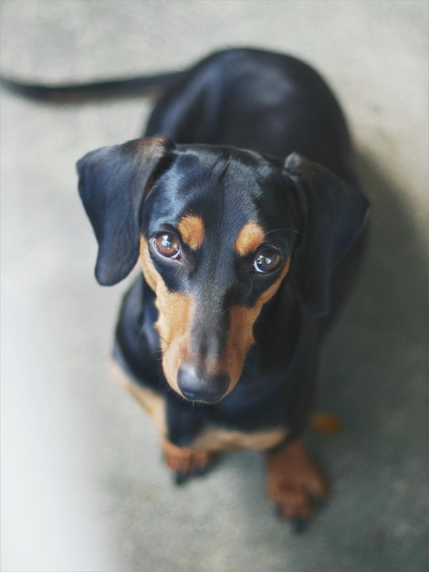 Primer plano del perro