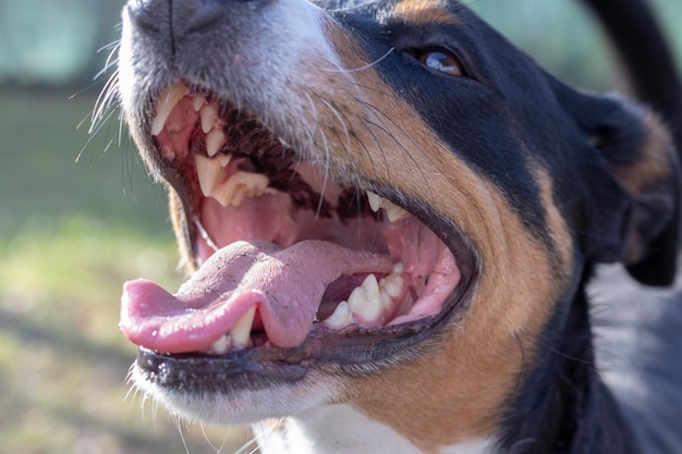 Foto primer plano de un perro