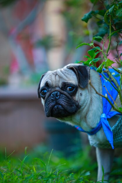 Foto primer plano del perro