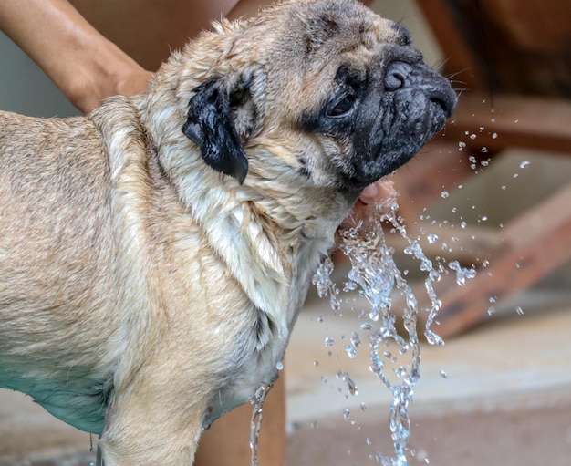 Foto primer plano de un perro