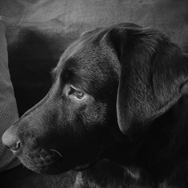 Primer plano del perro