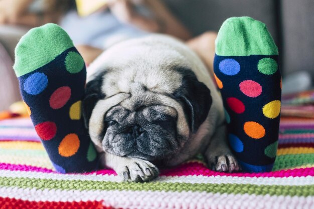 Foto primer plano de un perro