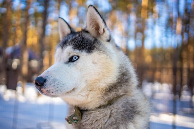 Foto primer plano del perro