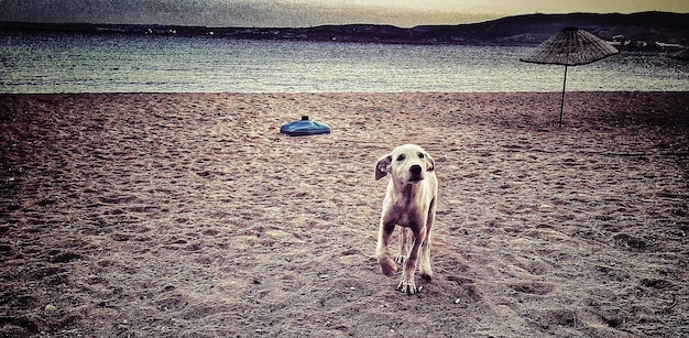 Foto primer plano del perro