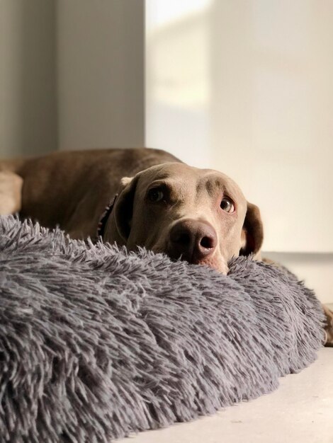 Foto primer plano del perro