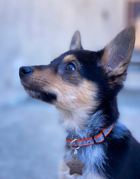 Foto primer plano del perro