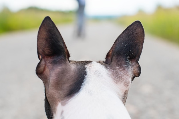 Foto primer plano de un perro