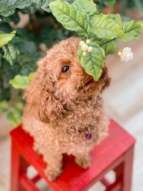 Foto primer plano del perro