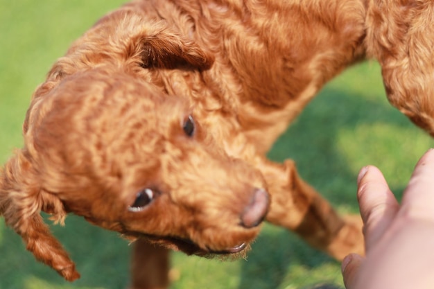 Foto primer plano de un perro