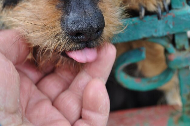 Foto primer plano del perro