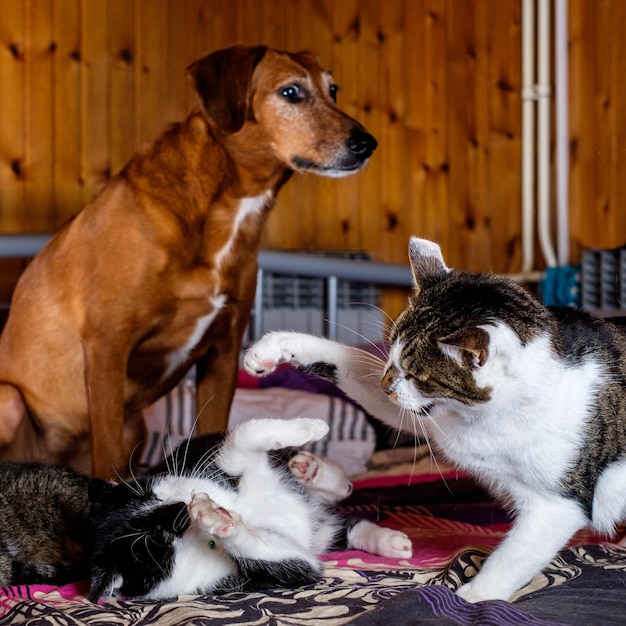 Foto primer plano del perro