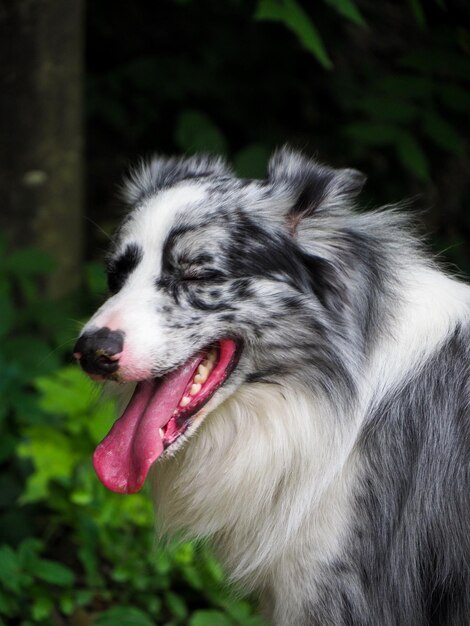 Foto primer plano del perro