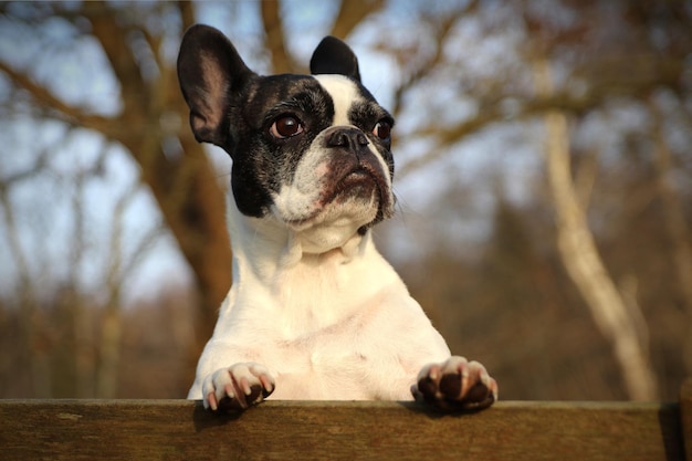 Foto primer plano del perro