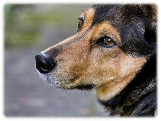 Foto primer plano del perro