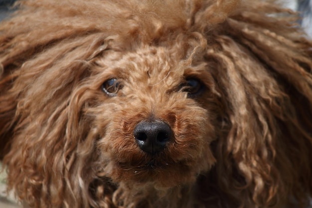 Foto primer plano del perro